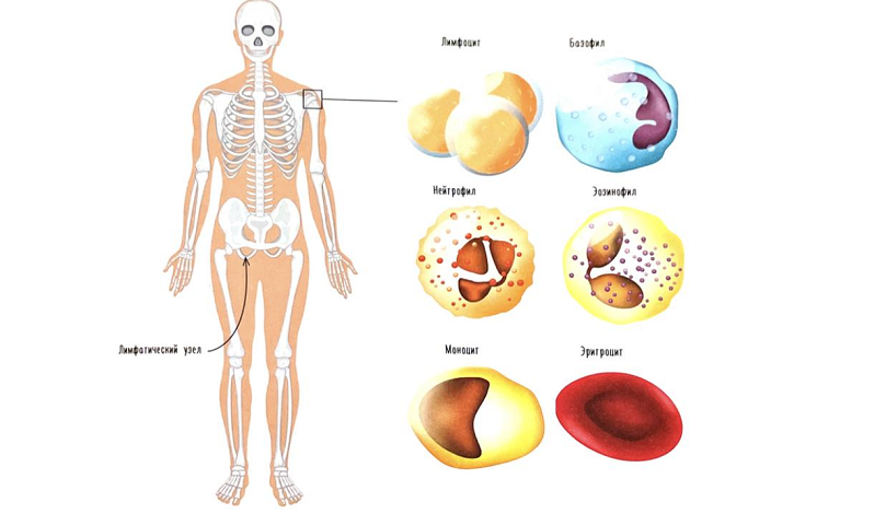 Предложенные в книге классификации клеток крови и лимфоцитов
