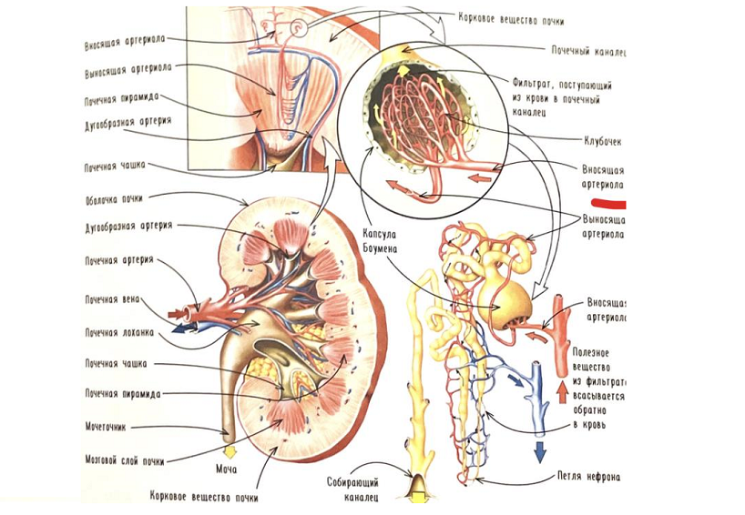 Примеры биологических рисунков из обсуждаемого атласа