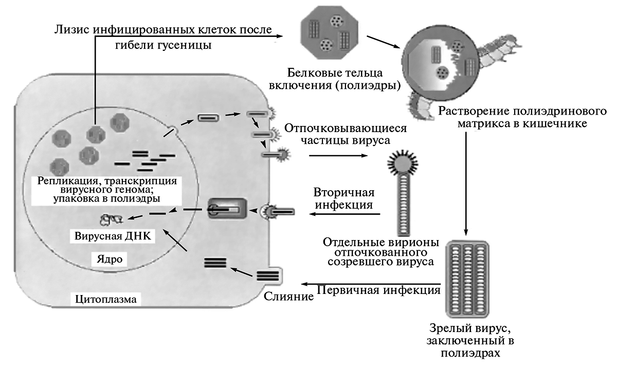 Жизненный цикл бакуловируса