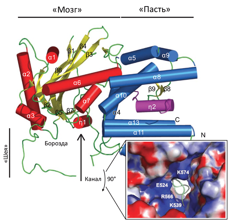 РНК-полимераза PAC–PB1N