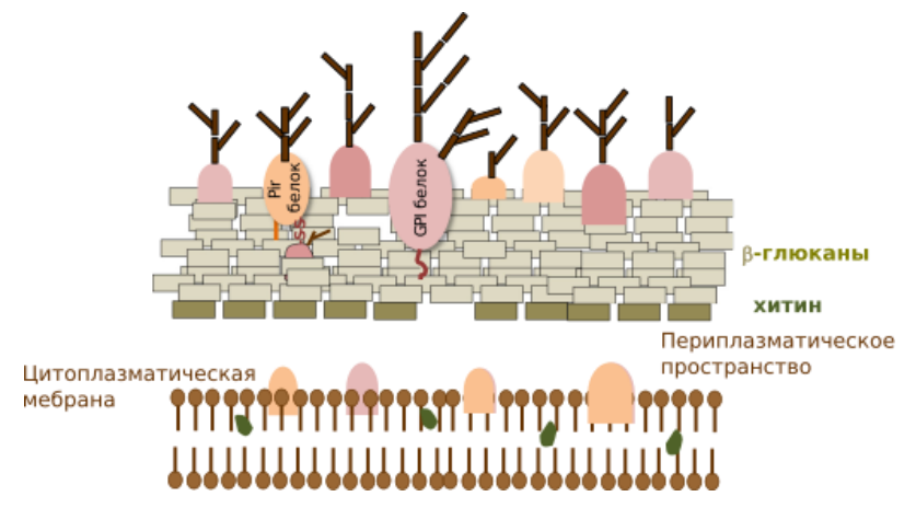 Схематическое представление клеточной стенки дрожжей