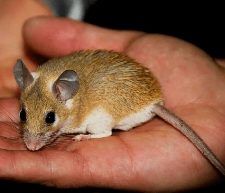 Иглистая мышь