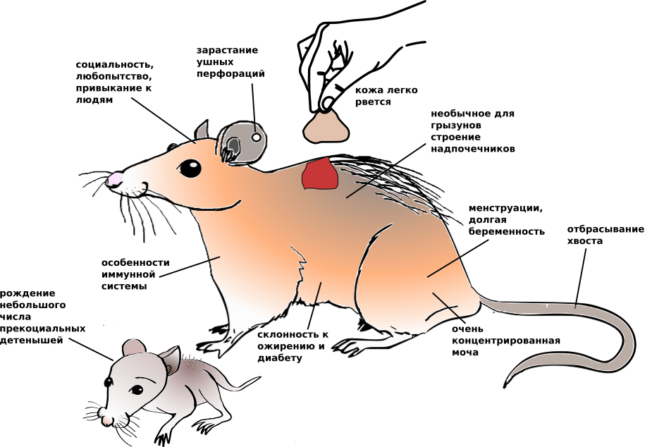 Биологические особенности иглистых мышей