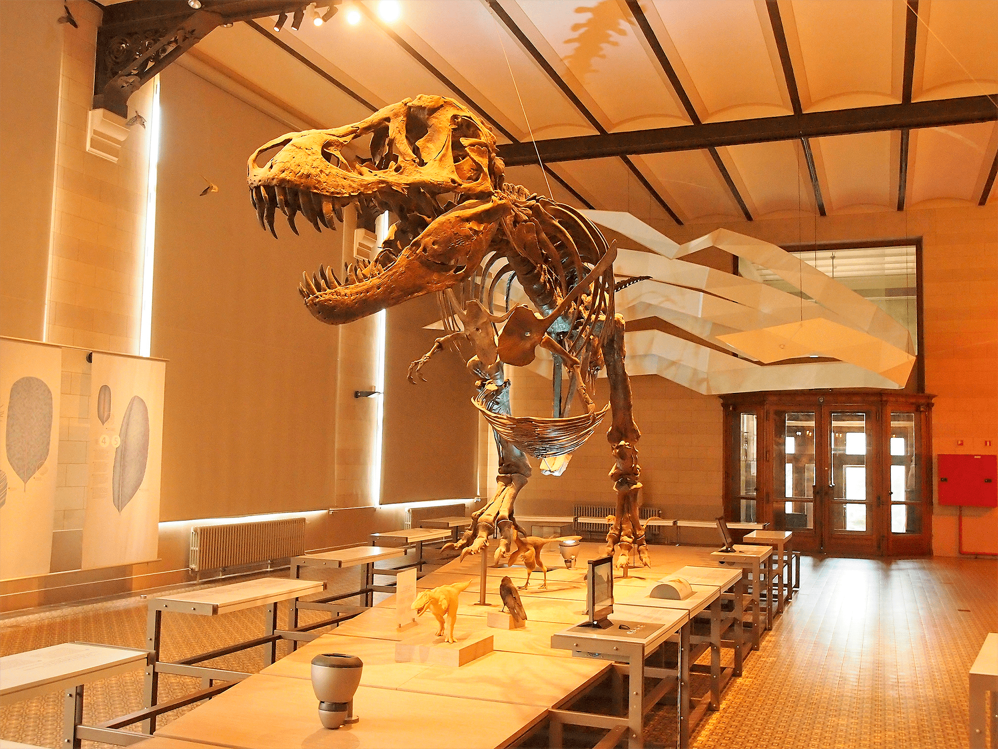 Копия Стэна в палеонтологическом музее Брюсселя