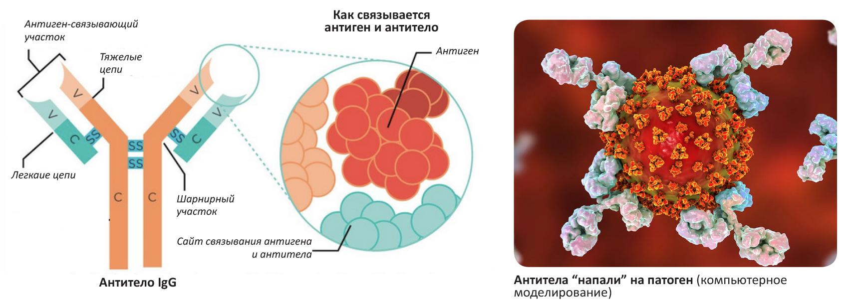 Взаимодействие антитела и антигена