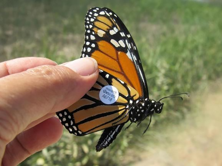 Бабочка-монарх с полипропиленовым ярлычком