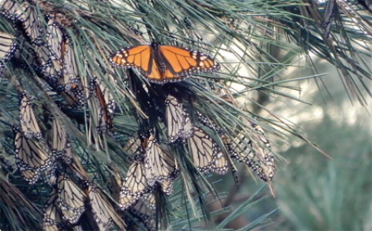 Скопление бабочек-монархов в процессе перелета и зимовки