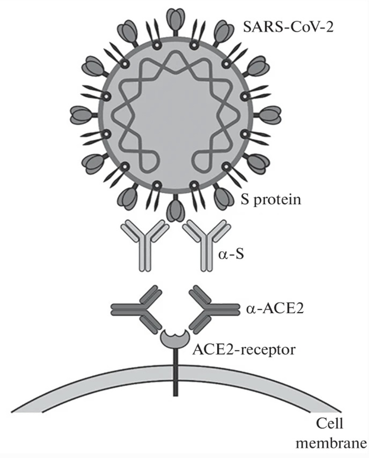 Схема проникновения коронавируса в клетку организма-хозяина