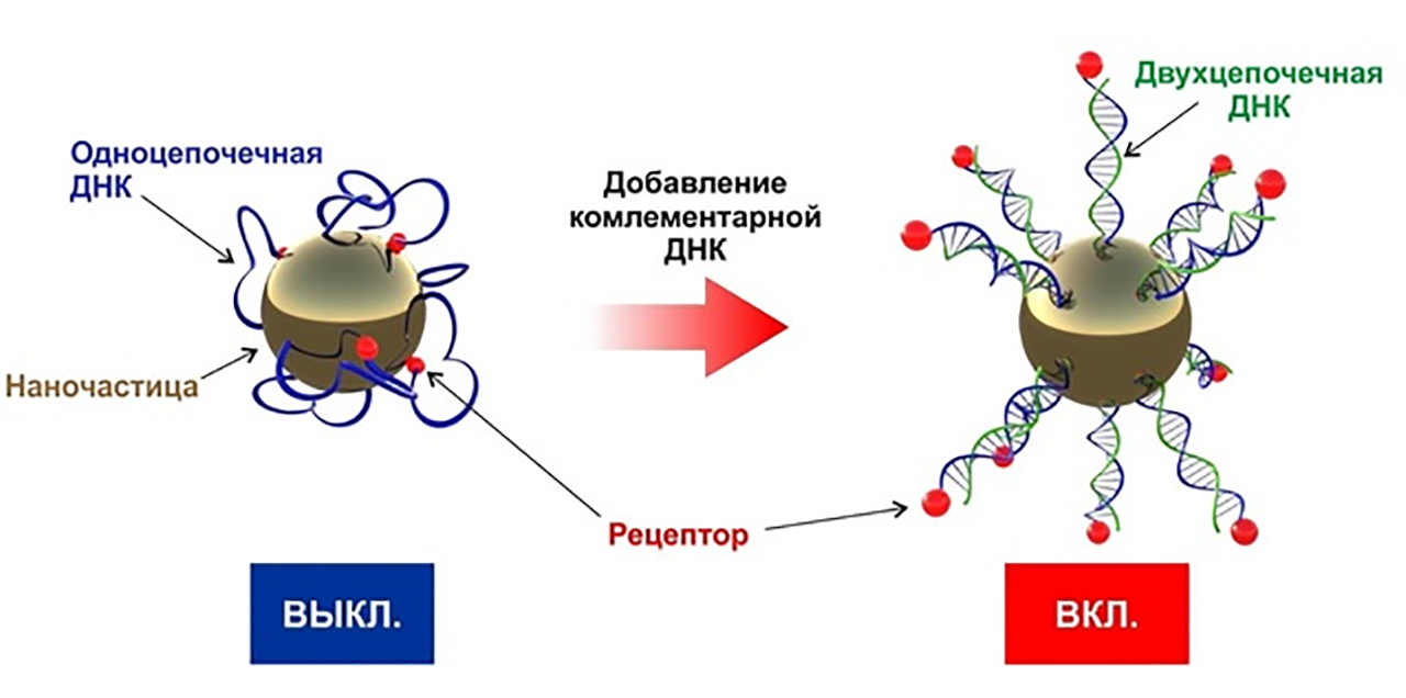 Активация рецептора на поверхности наночастиц при добавлении комплементарной нити ДНК