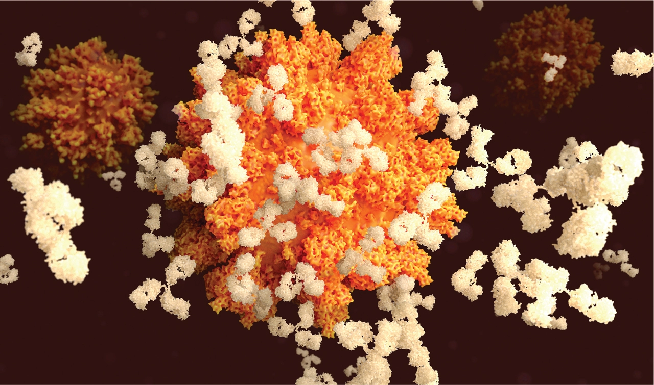 Антитела — защитные белки
