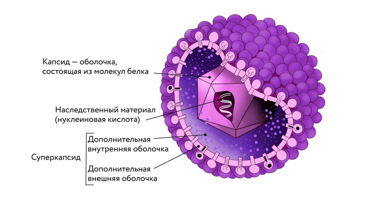 Общее строение вирусной частицы