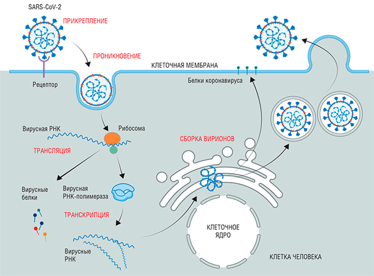 Жизненный цикл коронавируса