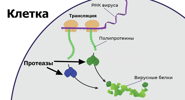 Полипептид, синтезированный на клеточной рибосоме по вирусной мРНК, разрезается на отдельные белки вирусными протеазами