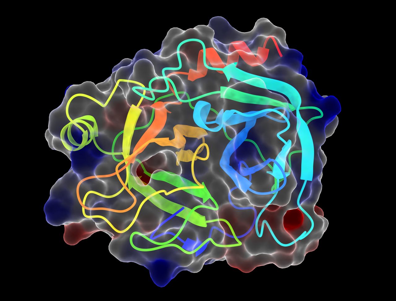 Модель молекулы бычьего фермента трипсина