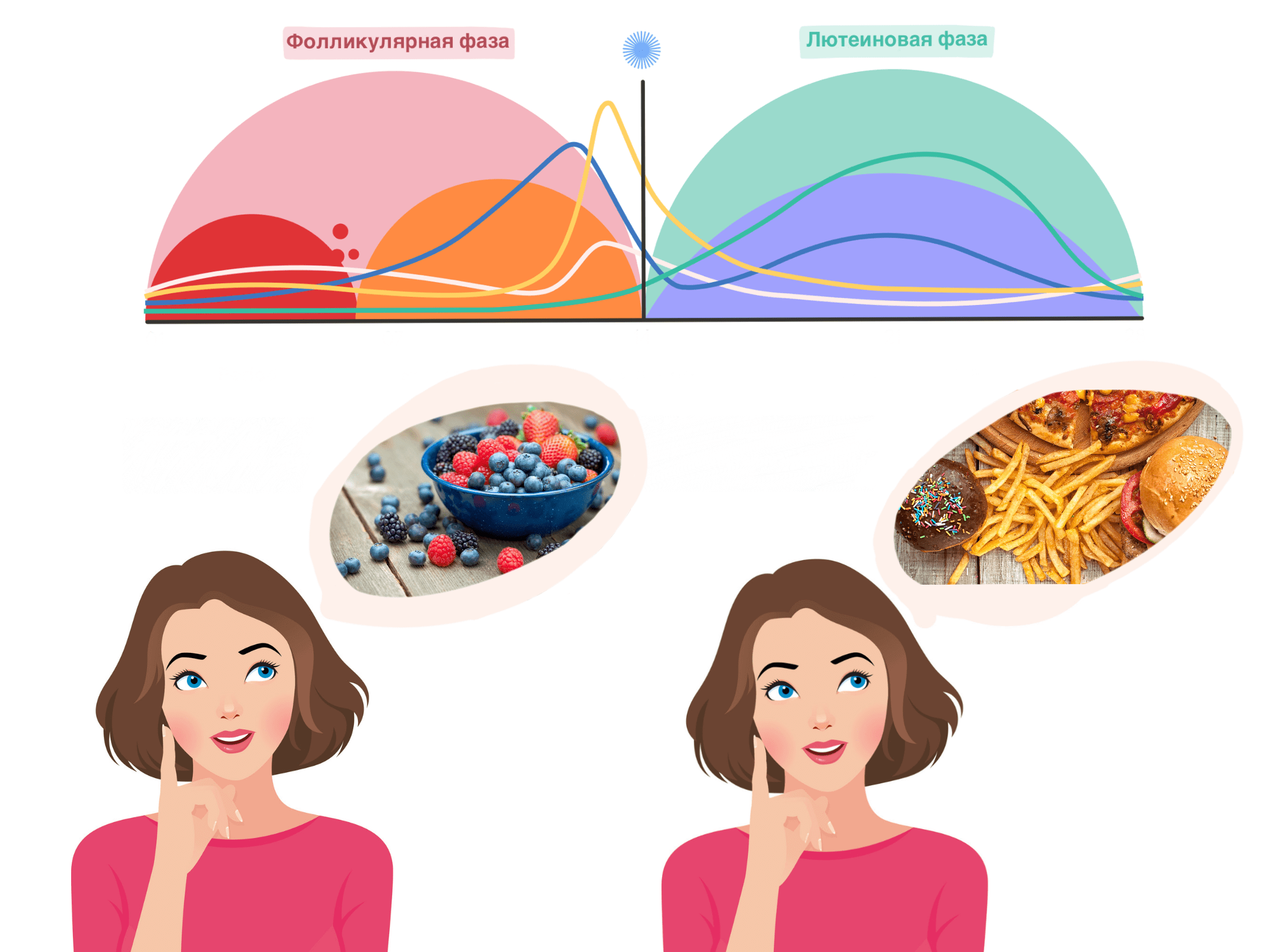 Предпочтения в пище на разных стадиях менструального цикла