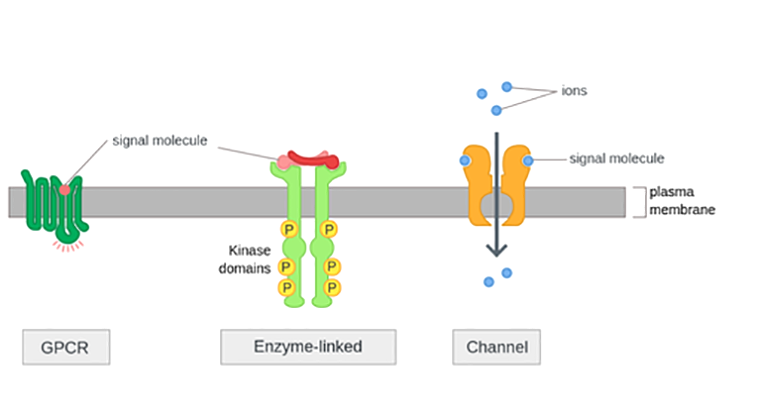 Три типа клеточных рецепторов