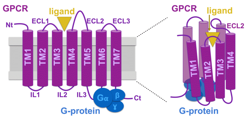 Схема строения GPCR