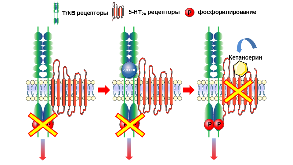 Влияние гетродимеризации 5-НТ2А–TrkB на сигналинг TrkB