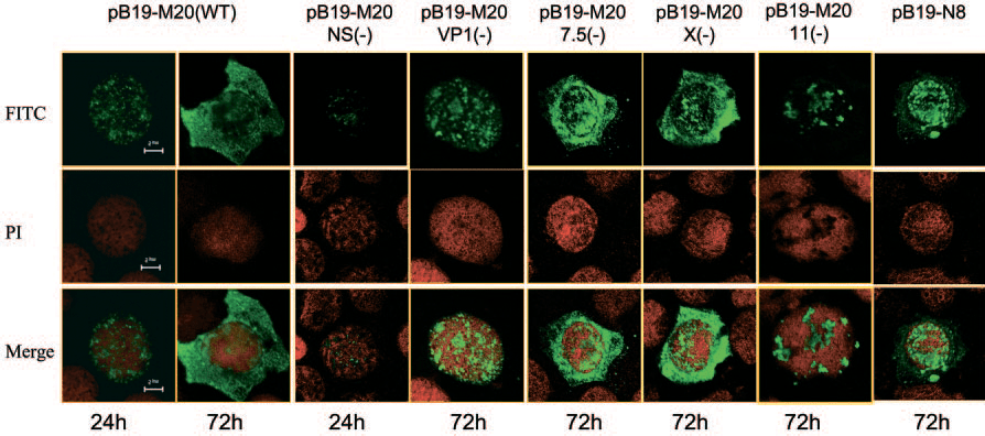 Изменения синтеза и распределения вирусного капсидного белка в клетках