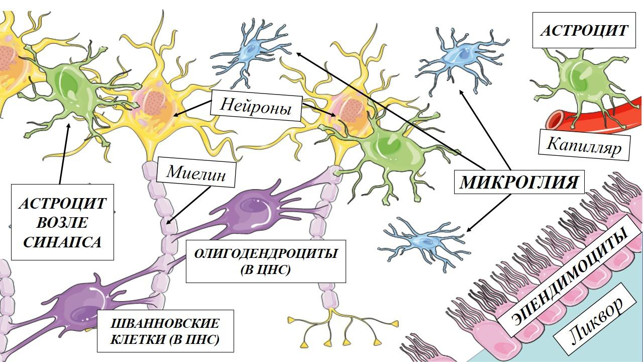 Основные морфофункциональные типы нейроглии