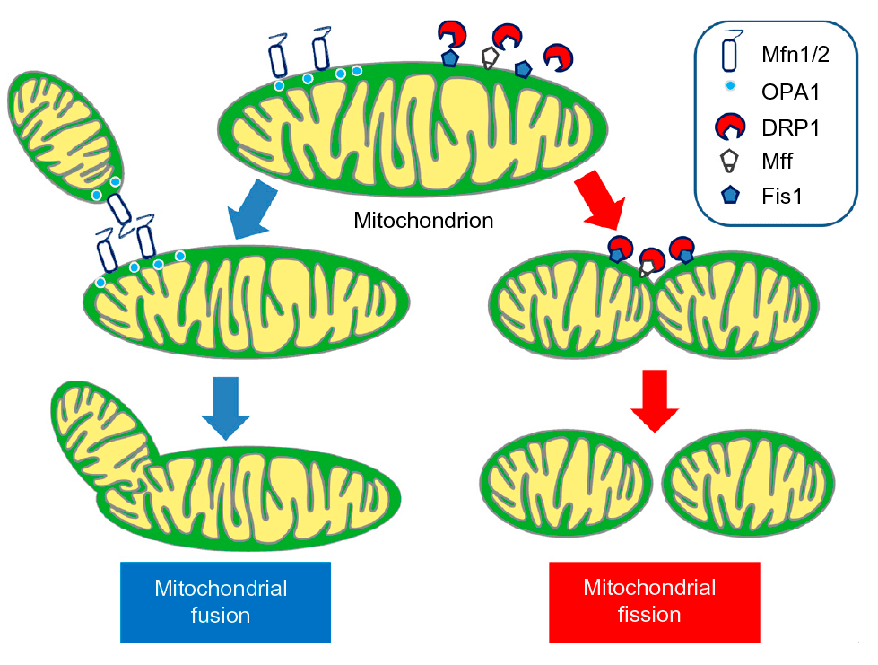 Процессы слияния и деления митохондрий