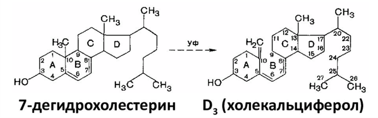 Синтез витамина D3