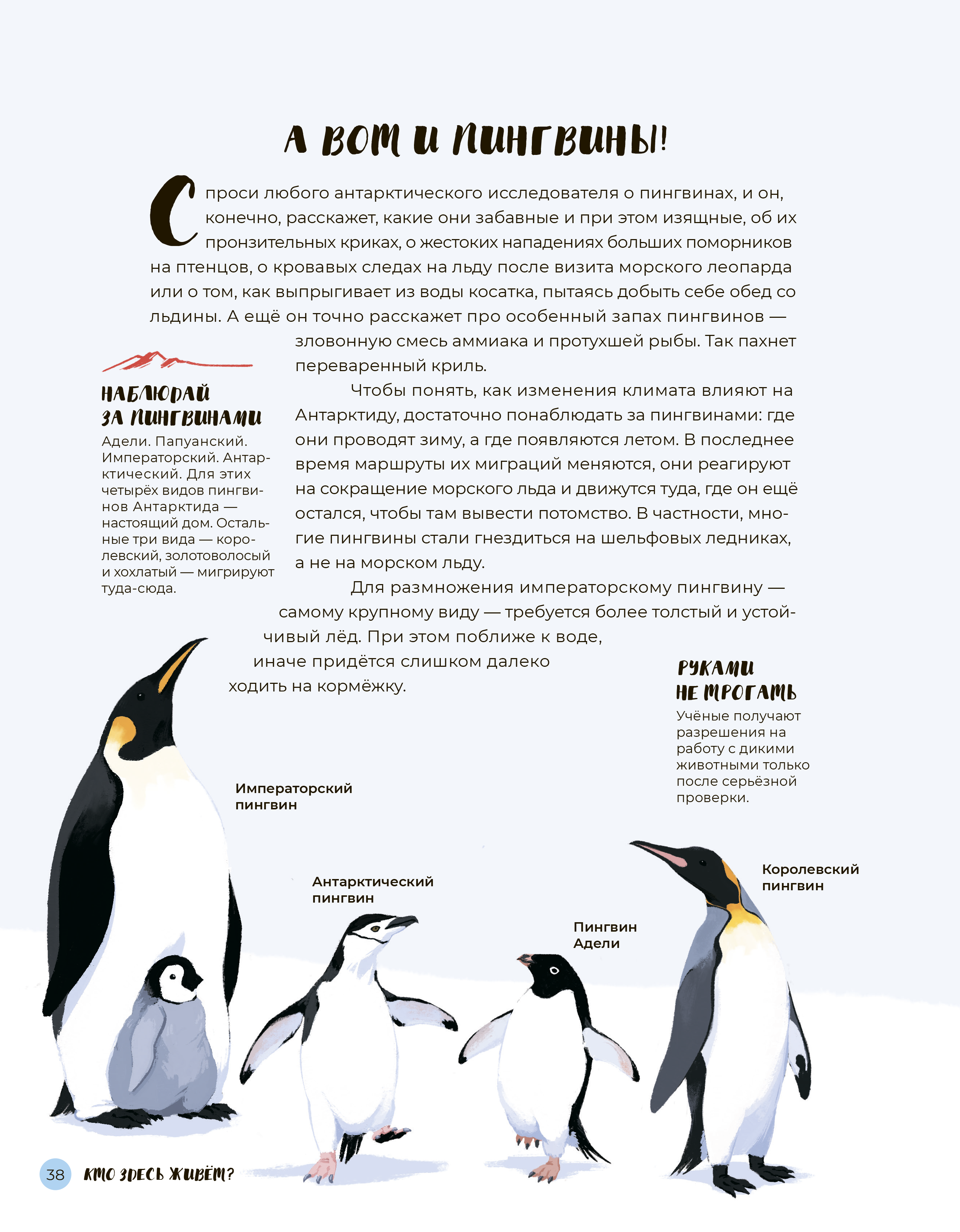 Самые известные жители Антарктиды — пингвины
