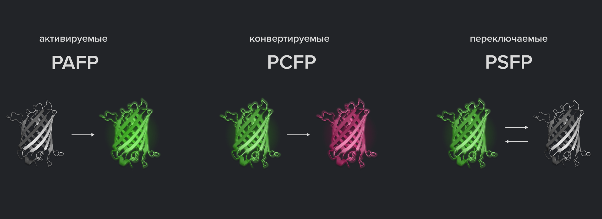 Три типа флуоресцентных белков