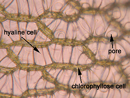 Пористые гиалиновые клетки листа сфагнума и хлорофиллсодержащие клетки между ними