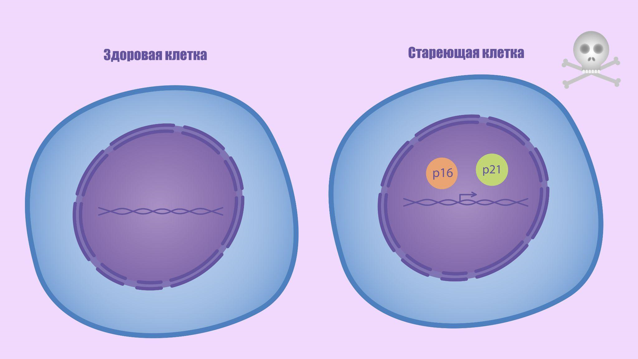 p16 и p21 — маркеры сенесцентных клеток