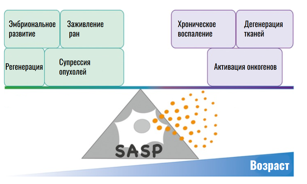 Двойная роль SASP как индуктора воспалительных процессов и участника ключевых процессов организма