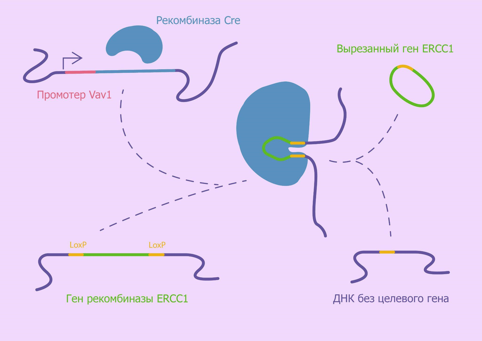 Механизм селективного нокаута эндонуклеазы ERCC1