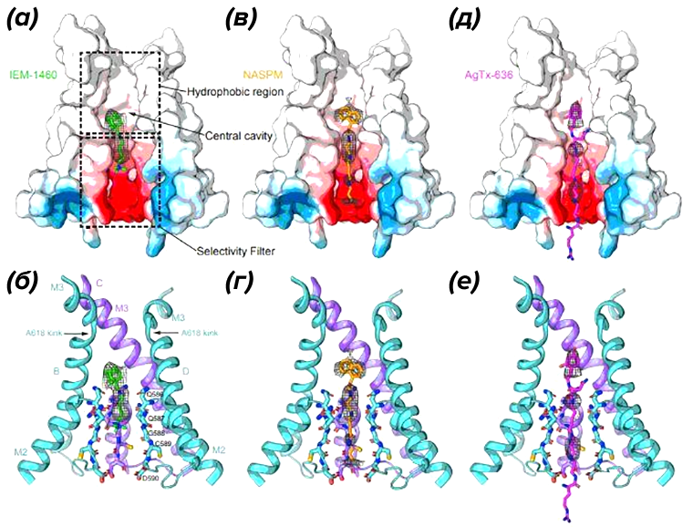 Блокировка ионного канала с помощью трех изученных молекул