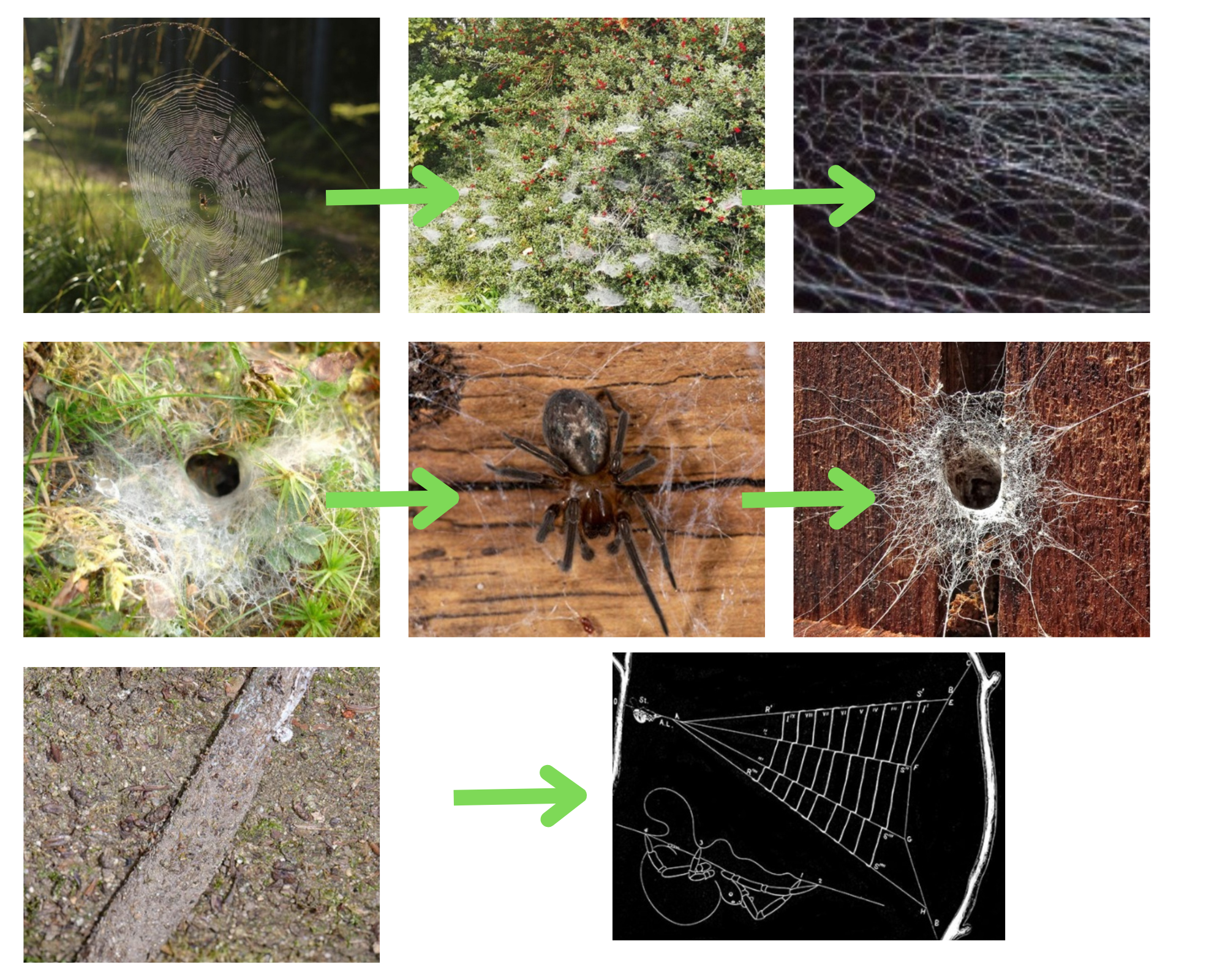 Различные типы плетения паутины