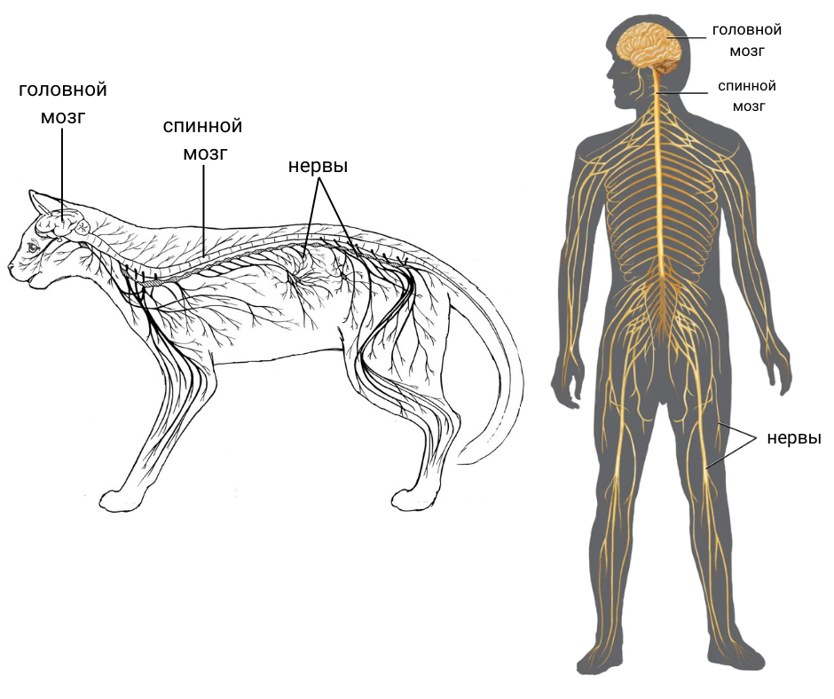 Общий план нервной системы кошки и человека