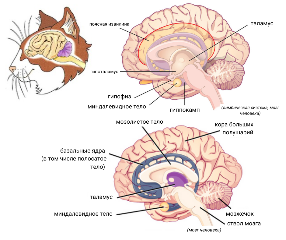 Головной мозг кошки и человека