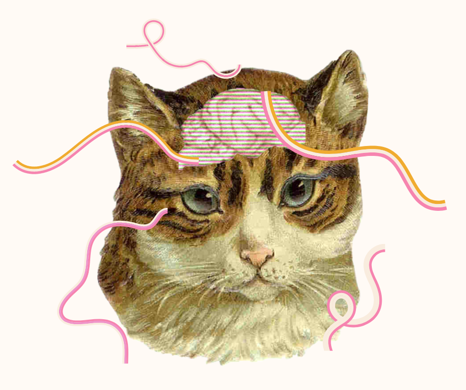 Кошачий Альцгеймер — как кошкам изменяет память