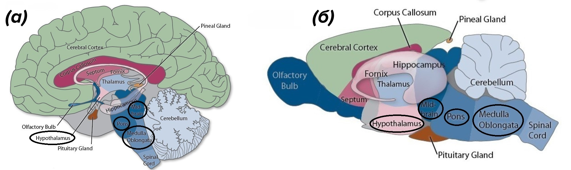 Мозг человека (а) и крысы (б)