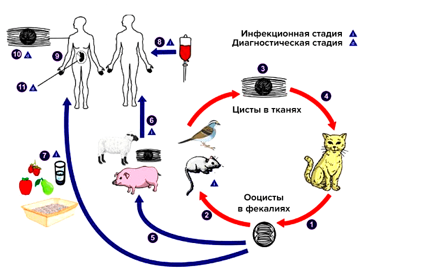 Схема жизненного цикла токсоплазмы