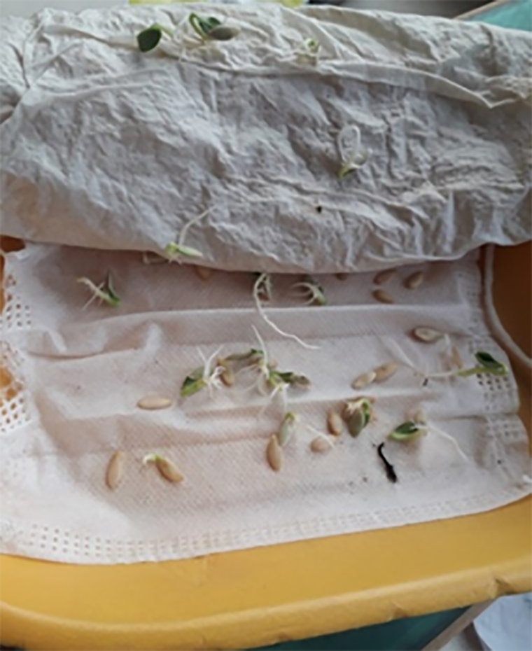 Проросшие семена огурца посевного, сорт «Серпантин»