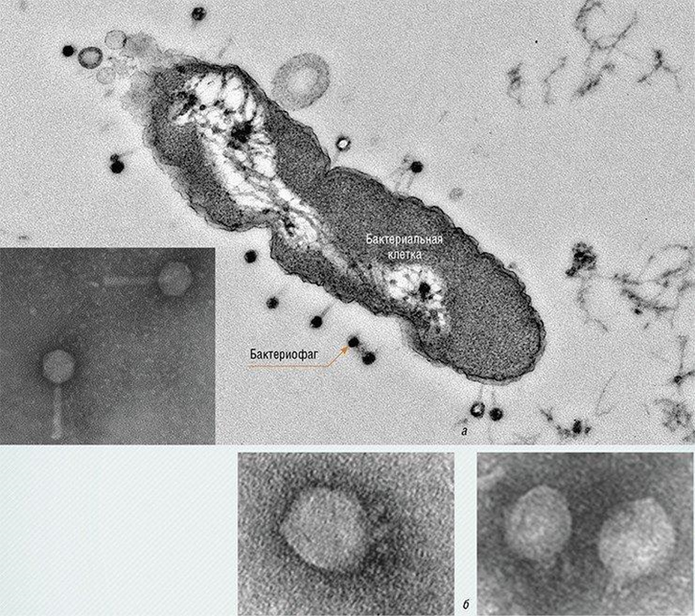 Бактериофаг и бактериальная клетка