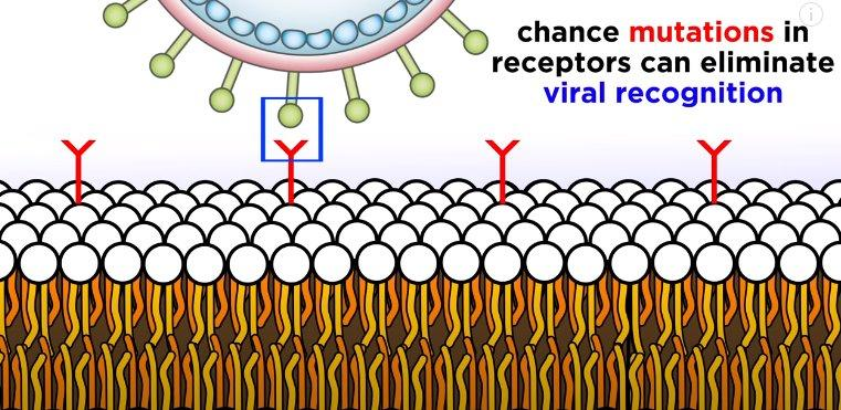Структуры бактериофагов и штаммоспецифичные варианты бактериальных рецепторов