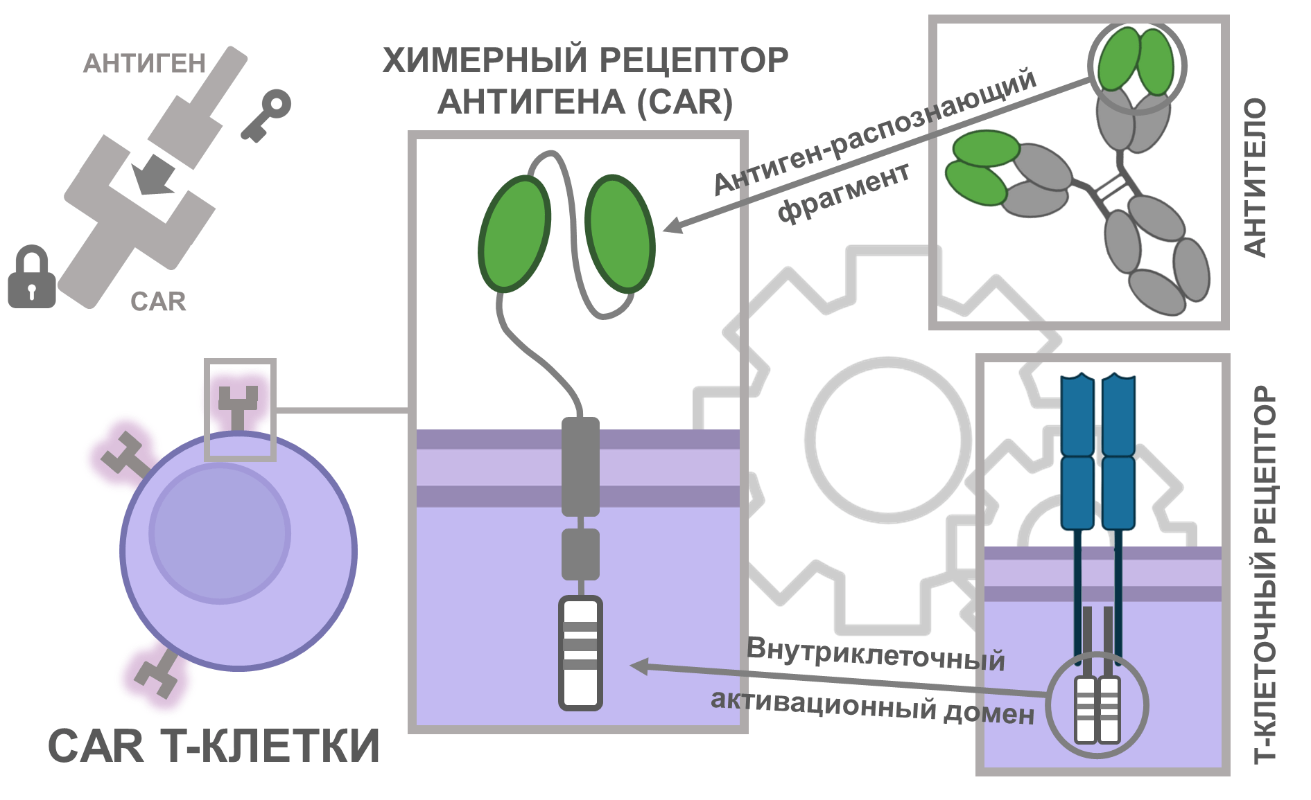Принципиальная схема устройства химерного рецептора антигена
