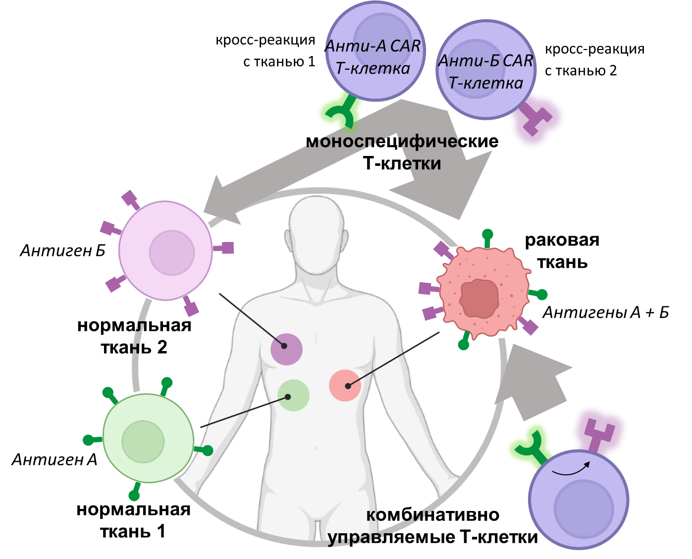 Как отличить раковую клетку от здоровой по комбинации антигенов