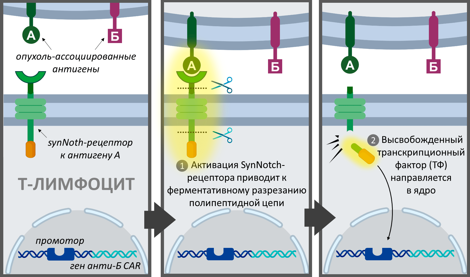 Интегративные свойства комбинативно управляемых Т-лимфоцитов