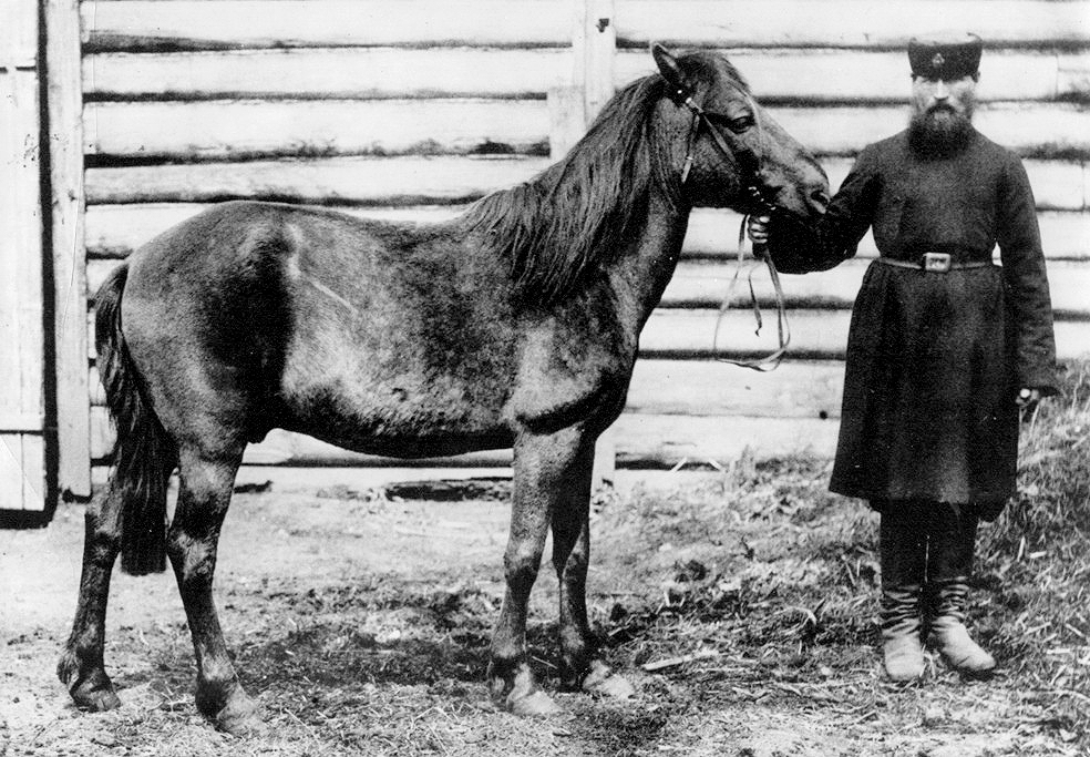 Знаменитая фотография гибрида тарпана и домашней лошади