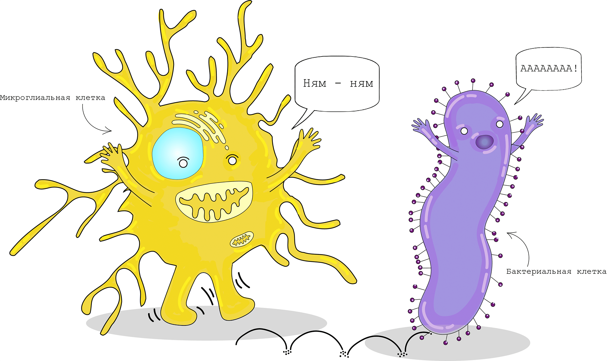 Фагоцитирование бактерии микроглиальной клеткой