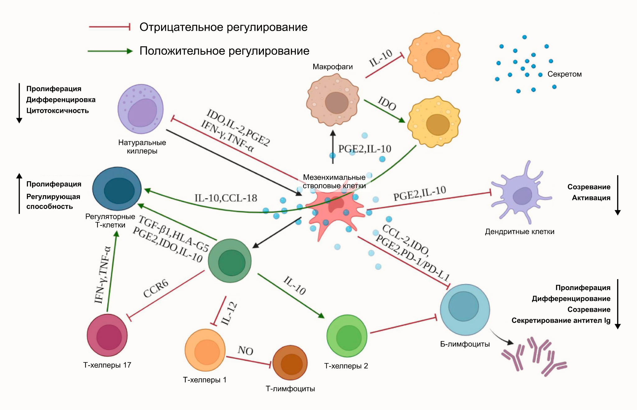 Влияние опосредованной мезенхимальными стволовыми клетками иммуномодуляции на иммунные клетки