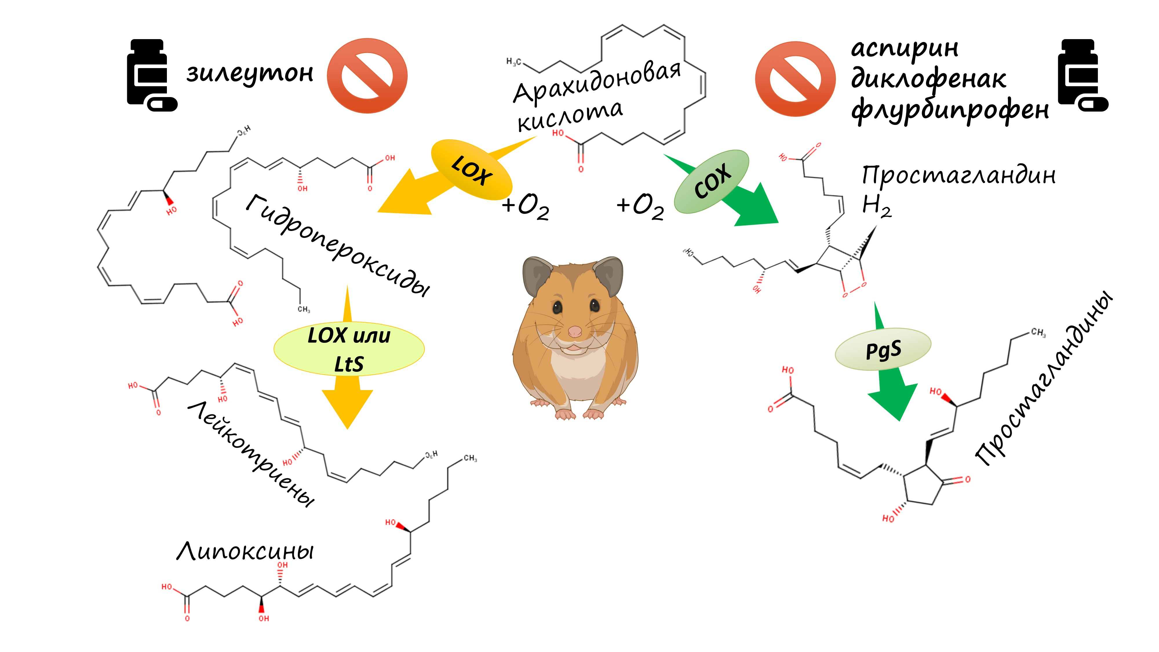 Упрощенная схема биосинтеза оксилипинов