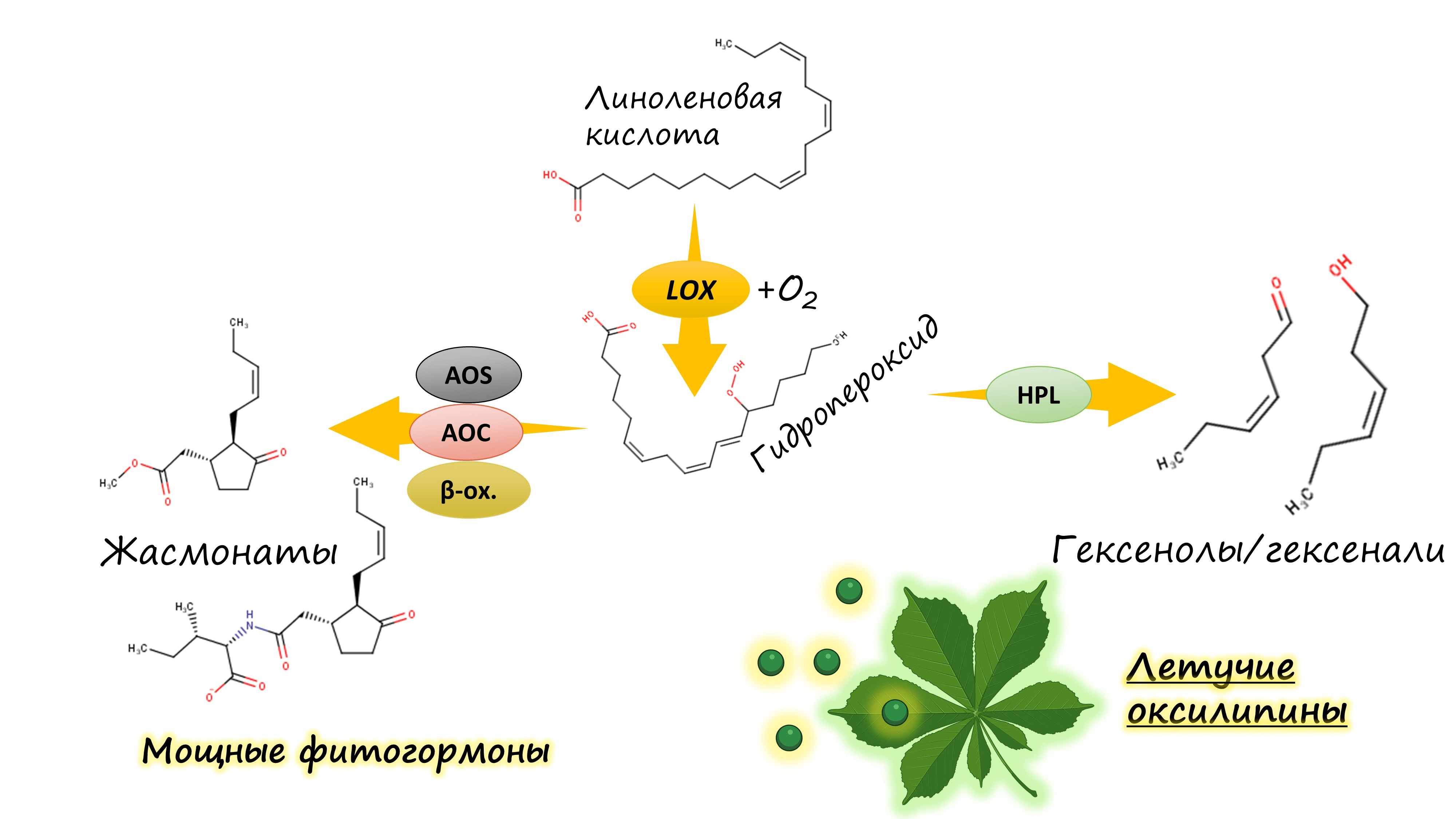 Упрощенная схема биосинтеза оксилипинов у растений